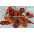 Organic Dry red chilli